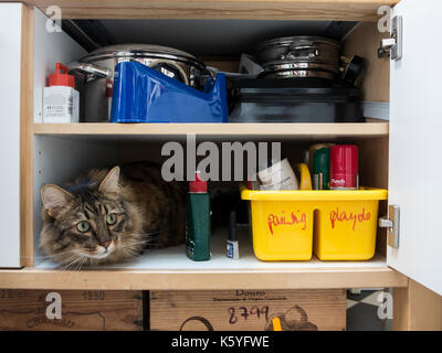 Un domestico tabby cat si nasconde in un armadio Foto Stock