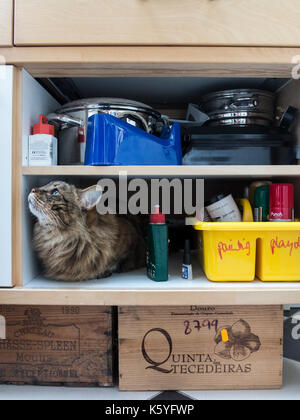 Un domestico tabby cat si nasconde in un armadio Foto Stock