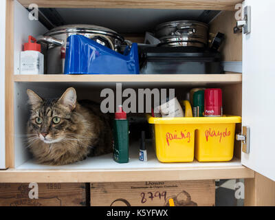 Un domestico tabby cat si nasconde in un armadio Foto Stock