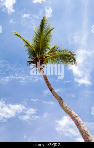 Dettaglio della struttura Palm Tree Foto Stock