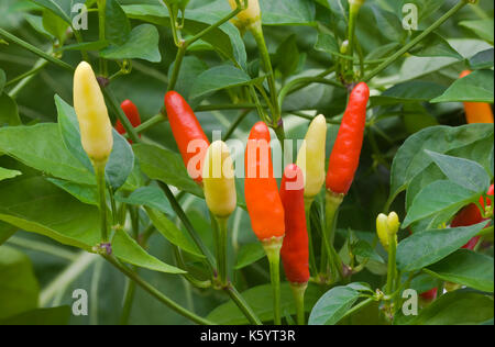 Piccolo peperoncino per la crescita di piante Foto Stock