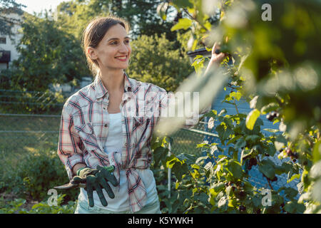 Giovane donna giardinaggio spiumatura bacche da bush Foto Stock