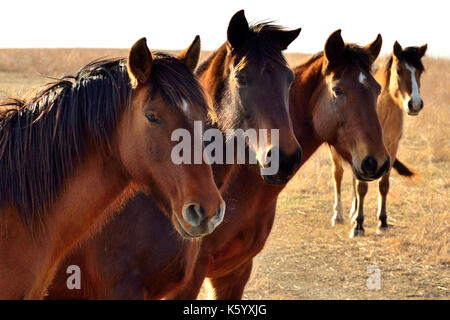 Quattro wild mustangs posano per una foto in Oklahoma Prairie. Foto Stock