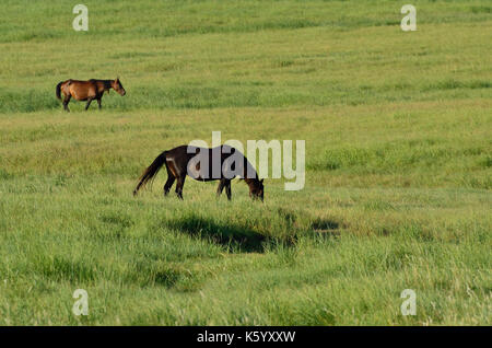 Wild mustangs pascolare sulle pianure di Oklahoma. Foto Stock