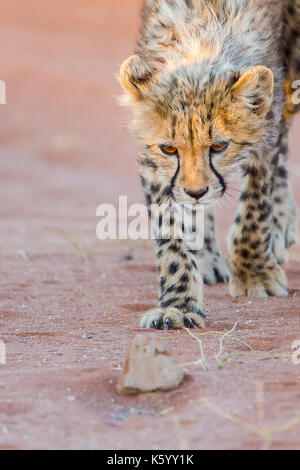 cucciolo di ghepardo Foto Stock