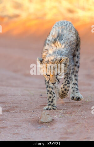 cucciolo di ghepardo Foto Stock