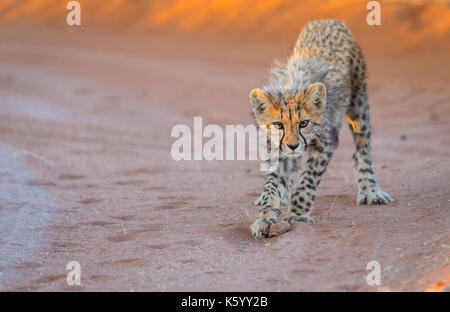 cucciolo di ghepardo Foto Stock