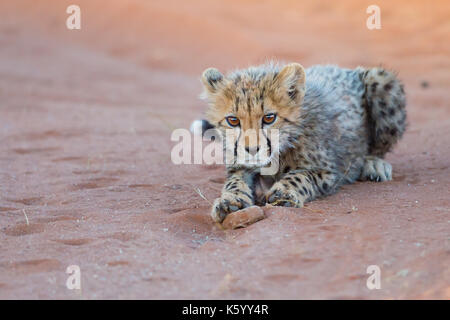 cucciolo di ghepardo Foto Stock