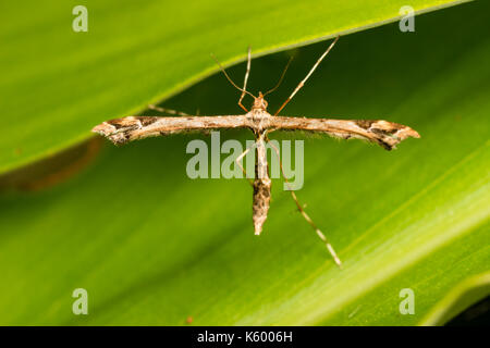 Adulto della bella plume moth, Amblyptilia acanthadactyla, nel tipico cruciforme posa di appoggio Foto Stock