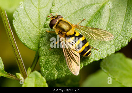 Femmina del comune hoverfly UK, Syrphus ribesii Foto Stock