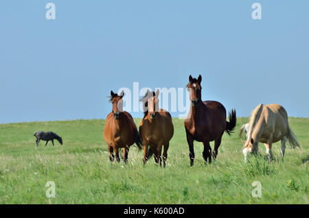 Wild mustangs pascolano in Oklahoma Prairie. Foto Stock