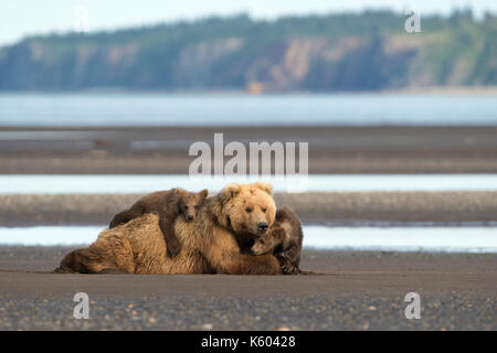 Coastal orso bruno seminare con i cuccioli sulla piana di marea Foto Stock