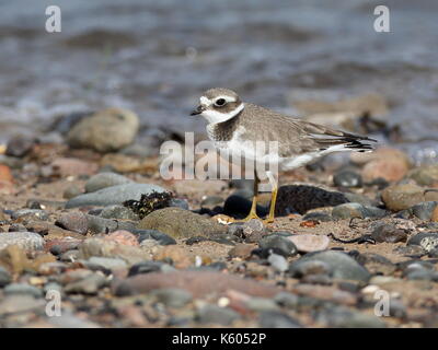 Plover cerchiato sulla battigia Foto Stock