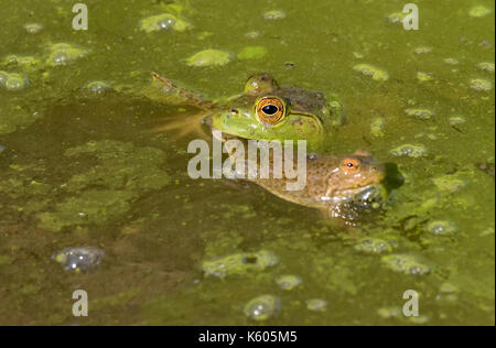 American bullfrog (Lithobates catesbeianus), attaccando una giovane rana verde (Rana clamitans) in una palude foresta, Ames, Iowa, USA Foto Stock