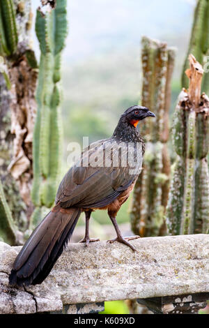 Voce maschile dusky zampe (guan penelope obscura), jacuacu, appollaiato su un parapetto a caraca santuario, MINAS GERAIS, BRASILE. Foto Stock