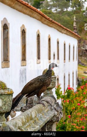 Voce maschile dusky zampe (guan penelope obscura), jacuacu, appollaiato su un parapetto a caraca santuario, MINAS GERAIS, BRASILE. Foto Stock