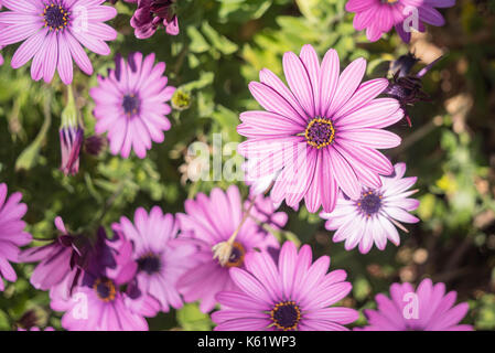 Viola daisy, Osteospermum ecklonis, Cape / daisy africana in un giardino in Wollstonecraft, Sydney, NSW, Australia Foto Stock