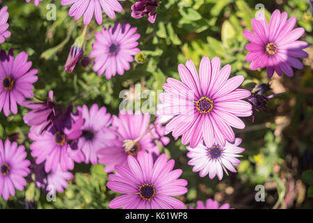 Viola daisy, Osteospermum ecklonis, Cape / daisy africana in un giardino in Wollstonecraft, Sydney, NSW, Australia Foto Stock