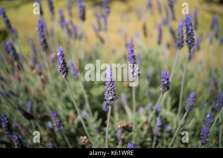 Fioritura di lavanda in un giardino in primavera, Wollstonecraft, Sydney, NSW, Australia Foto Stock