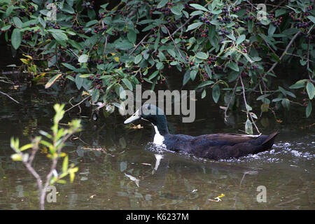 Insolito in bianco e nero Mallard duck talvolta noto come un ibrido o schifoso mallard nuotare nel fiume Lea, Ware Hertfordshire Foto Stock