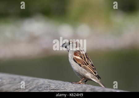 Passero maschio Foto Stock