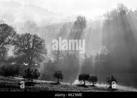 Potenti raggi di sole taglio attraverso la nebbia e proiettare ombre di alberi, con alcune altre piante in primo piano Foto Stock