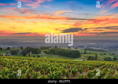 Vigneti di Beaujolais Foto Stock