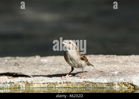 Passero Foto Stock