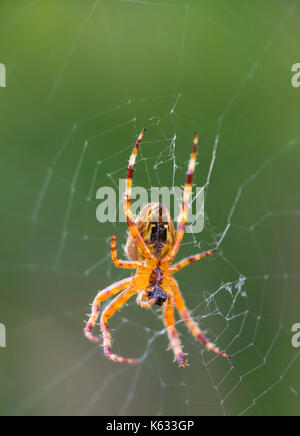 Araneus Diadematus (Giardino europeo Spider, diadema Spider, Cross Spider), un Orb Weaver spider su un web in autunno nel Regno Unito. Spiderweb macro. Foto Stock