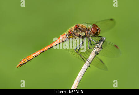 Common Darter Dragonfly - maschio immaturi (Sympetrum striolatum) su un ramoscello, nel bosco in prossimità di acqua a inizio autunno nel Regno Unito.