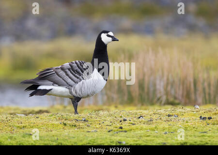 Barnacle goose (Branta leucopsis), adulto in piedi sull'erba Foto Stock