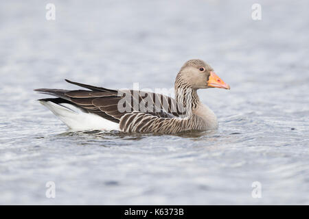 Graylag goose (Anser anser), piscina per adulti in un lago Foto Stock