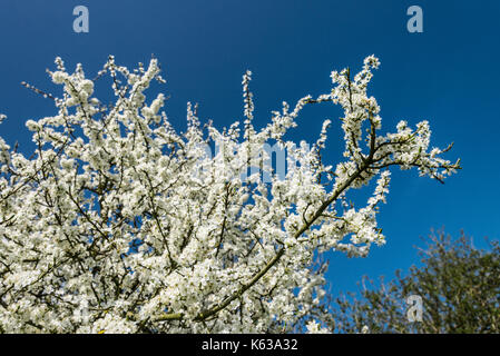 Blossom su un biancospino (Crataegus monogyna) contro un cielo blu Foto Stock