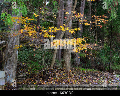 In autunno gli alberi in autunno in koyasan, Kansai, Giappone. Foto Stock