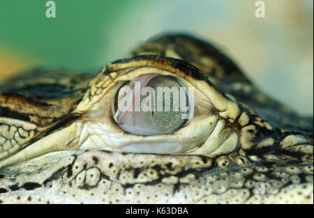 American Alligator Alligator mississippiensis. Close up dell'occhio destro che mostra il traslucido terzo occhio coperchio o membrana nictitaing, stirate acr Foto Stock