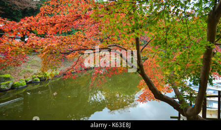 Alberi di acero con laghetto in giardino giapponese in autunno a Nara, Kansai, Giappone. nara è laccati. prima capitale permanente è stata fondata nell'anno 710. Foto Stock