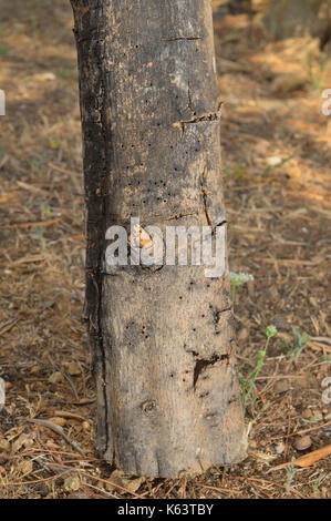 Il taglio di legno con un'ascia. Lumberjack e tema di sopravvivenza Foto Stock