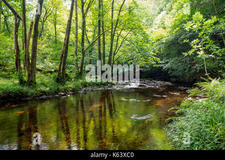 Oriente lyn fiume che scorre attraverso il bosco. Foto Stock