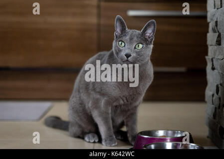 Blu di Russia gatto che vivono a uomo della casa. Il concetto di pet. Foto Stock