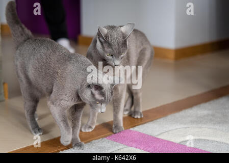 Tworrussian gatti blu che vivono a umani home. Animali domestici concetto. Foto Stock