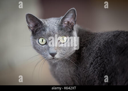 Blu di Russia gatto che vivono a uomo della casa. Il concetto di pet. Foto Stock