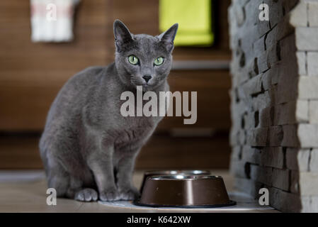 Blu di Russia gatto che vivono a uomo della casa. Il concetto di pet. Foto Stock