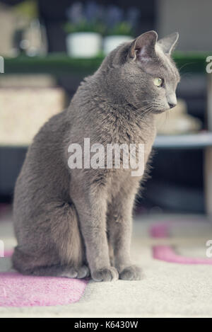 Blu di Russia gatto che vivono a uomo della casa. Il concetto di pet. Foto Stock