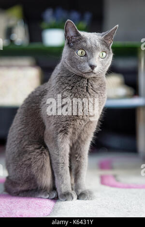 Blu di Russia gatto che vivono a uomo della casa. Il concetto di pet. Foto Stock