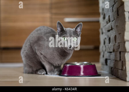 Blu di Russia gatto che vivono a uomo della casa. Il concetto di pet. Foto Stock