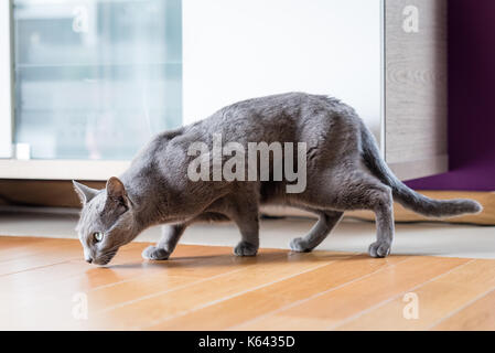 Blu di Russia gatto che vivono a uomo della casa. Il concetto di pet. Foto Stock