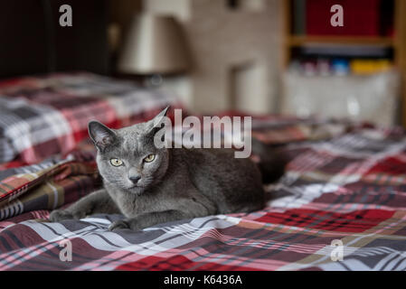 Blu di Russia gatto che vivono a uomo della casa. Il concetto di pet. Foto Stock