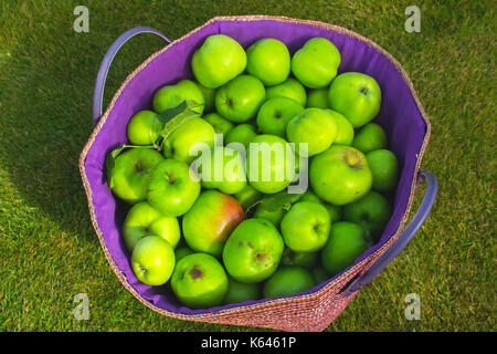 Bramley che cucinano le mele in un cestino al tempo di raccolto Foto Stock