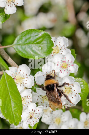 ape su un fiore Foto Stock