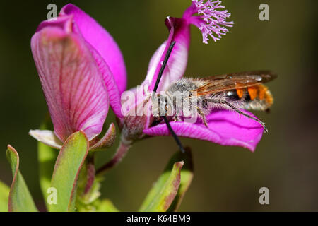 ape su un fiore Foto Stock